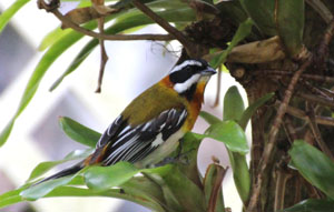 Stripe-Headed Tanager -- Western Spindalis