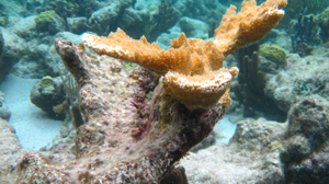 Dive Packages in Grand Cayman