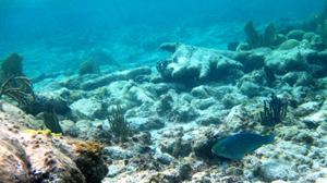 Grand Cayman Dive Packages