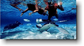 Grand Cayman Snorkeling Sting Rays