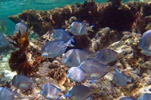 Grand Cayman Snorkeling School of Fish
