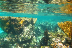 Grand Cayman Snorkeling Coral Reef