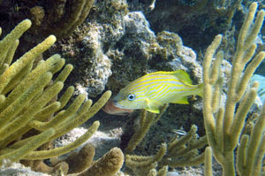 Grand Cayman Snorkeling - French Grunt Fish